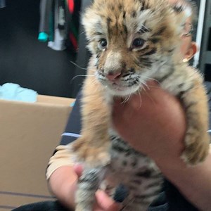 43K views · 2.7K reactions | Luciano aka The Beast in full mode after eating his breakfast. He finally opened his eyes yesterday so you’ll see him soon terrorizing Assisi and his other siblings... #BabyLucianoBJWT @glc_italy @sibilla_fiorentino | The Black Jaguar-White Tiger Foundation | Facebook
