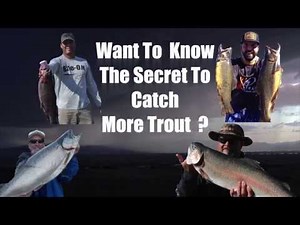 **NEW** Floating Trout Dough Bait DIY KIT