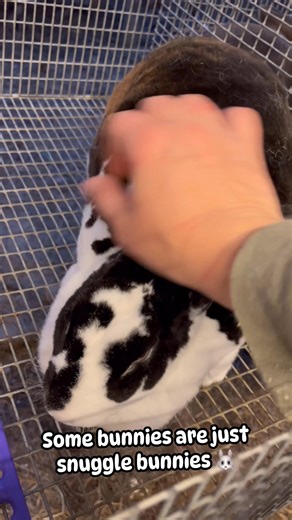 A rabbit’s attitude toward you is important and sometimes can be a make or break on a breeder or cull. If I had two rabbits that were identical in every aspect, I’d choose to keep the sweet one. If I had a rabbit that was exceptional but would bite or continuously lunge, that would have to be a cull. There are environmental and situational factors that play into their behavior such as housing, excessive noise & movement, pregnancy, babies in the nest, illness, ect. Factor in those items and do a