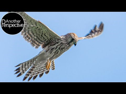 SONY A7R IV - Handheld Wildlife Photography with Sony 200-600mm Lens