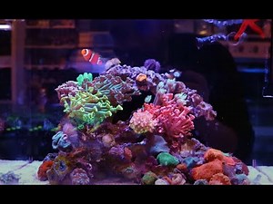 We Setup a Nano Reef from Reef Casa