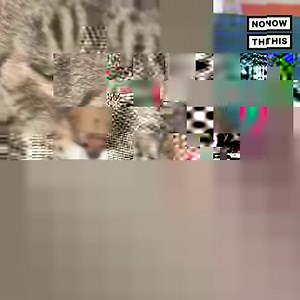 827K views · 5.5K reactions | Meet the 'chonky,' 26 pound shelter cat that captured the internet's heart  | NowThis | Facebook