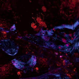 47K views · 1.3K reactions | On view at “teamLab Borderless: MORI...