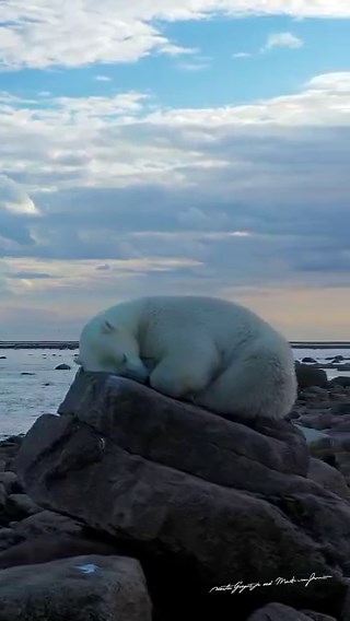 Photographer Martin Gregus Jr. captured this polar bear taking a peaceful nap on the biggest rock around in Canada.