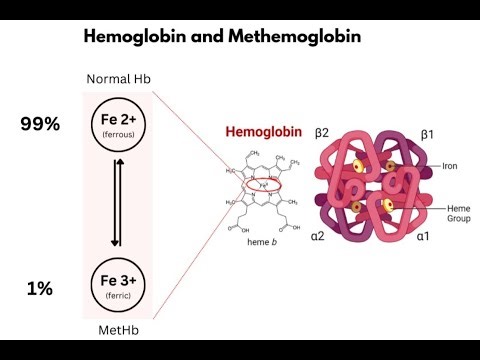 Methemoglobin And Deoxyhemoglobin; forms of hemoglobin, differ in their oxygen binding state