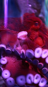 The elusive octopus can vanish in a flash by changing its skin. Try to spot ours at your next visit to The Florida Aquarium! | The Florida Aquarium