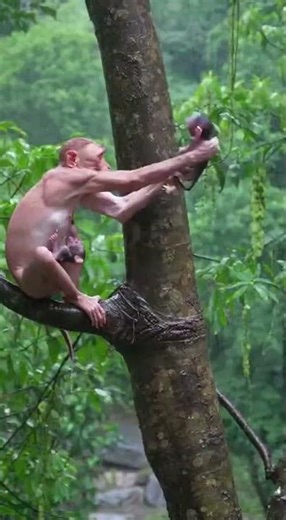 Crazy Wild Monkey Moments | Monkey Crazy