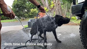 It's bath time for PD Bally. Have you ever seen a dog shake off water in slow motion? We may have watched this video over and over 😉 It's both impressive and funny watching just how much this dog can twist. | myPolice Greater Cairns