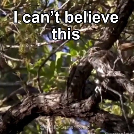 You Won’t Believe This Owl - A Funny Owls And Cute Owls Compilation Clip 😂