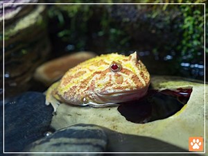 Do Pacman Frogs Need Light? 5 Things to Consider - VIVO Pets
