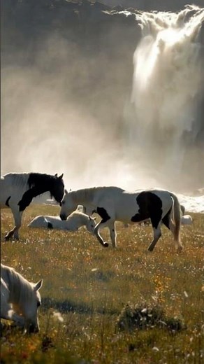 Beautiful black and white horses near a waterfall and blooming flowers.