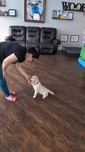 Sammy 🖤 ✨ Leash Manners ✨ Oye, my achin’ back! 😂 Okay okay… I’m mostly kidding... my back is fine (for now 😅). We’re continuing to work on our leash manners! At this stage, I’m now only using intermittent rewards and the pups only earn a treat when we stop walking and they offer me a polite sit. Everyone’s doing great and progressing beautifully 💕 | SW Retrievers