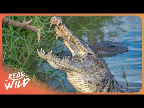 Incredible Wildlife Living on Africa's Deadliest Rivers