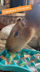 11K views · 112 reactions | Sound on for some quality cronching  #capybara #capybaras #capybarasofinstagram #capybaralove #animalasmr | Dark Wings Wildlife & Education | Facebook