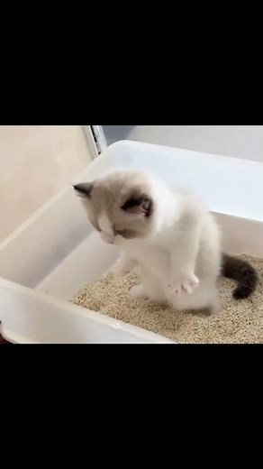 Funny Cats Video Try to Pooping Standing Poop Cats