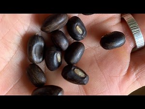 Planting Coral Tree From Seed