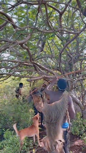 This is how they catch monkeys in the wild