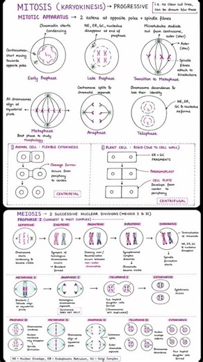 🧬 Mitosis & Meiosis in ONE Short 🔥 | NEET 2027 Biology 🧠 #shorts #neet #biology #meiosis #mitosis