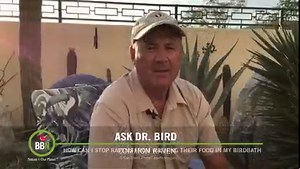 26 reactions · 6 comments | Have you ever seen a Raven wash its food in a bird bath? #bromebirdnews #askdrbird #raven | Brome - Squirrel Buster | Facebook