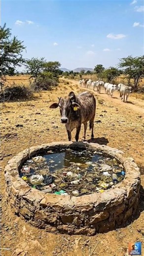 Transformed another unclean dirty pond to a clean pond for drinking clean water for the animals 🐄✨