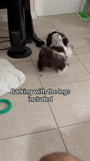 Funny Cocker Spaniel#funny #dog #funnydogs #pet#dogsoftiktok