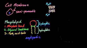 Cell membrane introduction