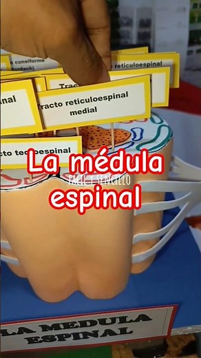 cómo hacer la médula espinal💈🧠 (fácil y sencillo) #medula #medulaespinal #maqueta
