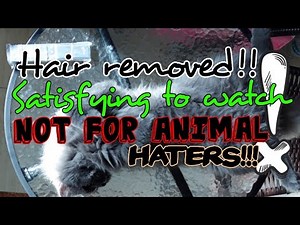 HOW TO GROOM A CAT 4K