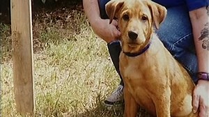 Animal Passions (2004)💎