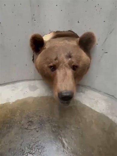 “When you order a wall mount from Temu… and it’s still hungry 😅 Join my LIVE tonight at 8:00 EST! 🎥”#bear #fyp #meme #funny #prank #part #avikaplan #fun #viral #part2 #tiktok #engineering #trendingvideo