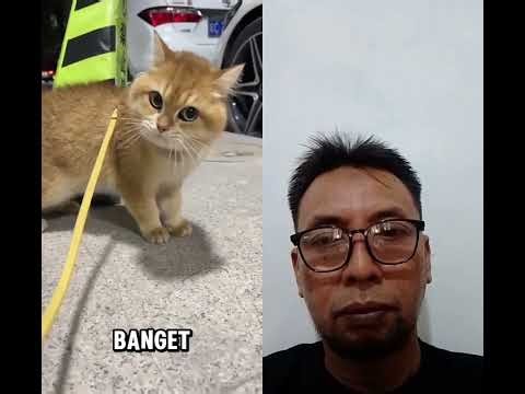Lubang Besar Raksasa #horror #videoviral #kucing #kucinglucu #cat#shorts