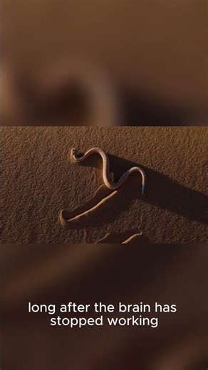 “Why Do Snakes Still Move After Death? 🐍⚡ #AnimalFacts”