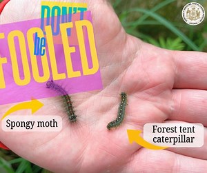 159K views · 162 reactions | Don’t be fooled by caterpillars this spring! The invasive spongy moth has red and blue spots on its back, while native forest tent and eastern tent caterpillars have stripes. Learnmore at the Wisconsin Spongy Moth Resource Center at spongymoth.wi.gov! #SpongyMoth #ForestHealth #WisconsinOutdoors #DATCP | Wisconsin Department of Agriculture, Trade and Consumer Protection (DATCP) | Facebook