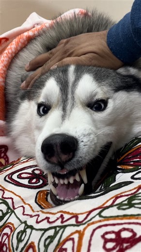 Dogu Husky Shibu on Instagram: "Never mess with a husky’s comfort 😂🐾 #husky #dogsofinstagram #siberianhusky #dog #huskylove huskylife huskypuppy huskiesofinstagram dogs puppy huskies huskylovers huskygram huskyworld huskyphotography huskynation doglover dogstagram puppylove doglife puppiesofinstagram huskysiberiano dogoftheday love huskymix instadog huskyofinstagram doglovers huskypics cute"