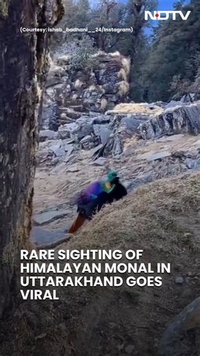 NDTV on Instagram: "Rare Sighting Of Himalayan Monal In Uttarakhand Goes Viral"