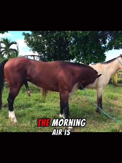 Experience Freedom in Every Gallop While Horseback Riding