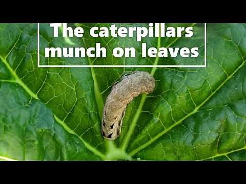 Life Cycle of a Cabbage Moth