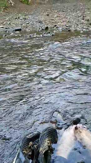 Pyang Pyang Pyang on Reels