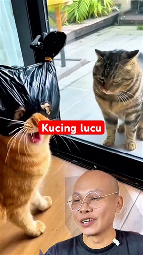 Cute cats #cutecats #cats #cats