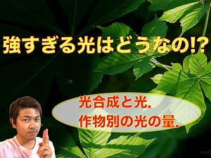 【作物別・光の強さ】野菜は光を多く当てたら良いの？光合成と光の関係【動画解説】 ｜ 糸満フルーツ園　けんちゃん