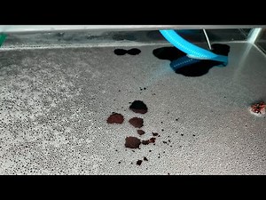 Ammonia Bubbles on Aquarium Water Causes and Cures