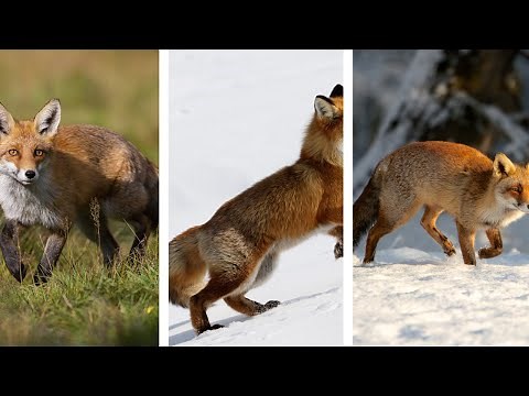 Amazing Fennec Fox Running - Incredible Compilation!