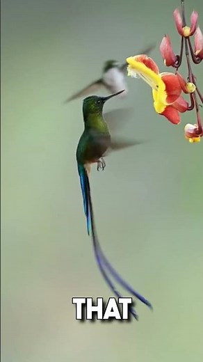 The Art of Kolibri Flying!🐦