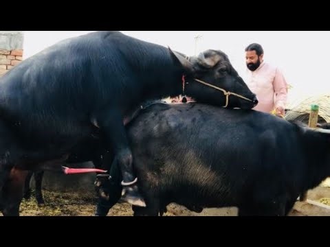 Buffalo Mating New 2026 Buffalo Breeding Process on a Dairy Farm🦬Buffalo Breeding in Real Life.
