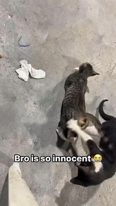 He’s so innocent 😭 Watch as this pint-sized adventurer, the small kitten, takes on the monumental challenge of climbing the stairway, one tiny step at a time. 🏡💖 But wait, there’s a heartwarming twist – a big-hearted canine friend steps in as the ultimate stairway guide! Ever wondered why cats love to explore and climb? It’s rooted in their natural instincts! Cats, being agile hunters, climb to survey their territory, avoid potential threats, and find cozy perches to rest. In this adorable re