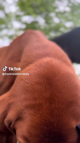 #redbone #redbonecoonhound #coonhound #fyp #dogs #dogsoftiktok