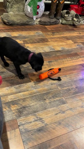 This baby and her toy is so cute! I cant wait til we can take her to the pond to fetch! #OldNorthStateKennels #AmericanLabs #SmartBaby #FieldTrials #BlackLabs #Puppies #Dogs
