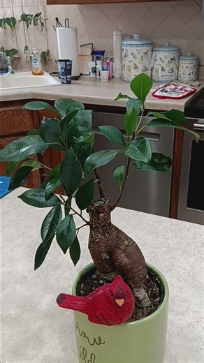 How to care for Ficus houseplant growth guide #plant #gardening #plants #houseplants #tutorial