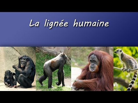 Cours TS : La lignée humaine
