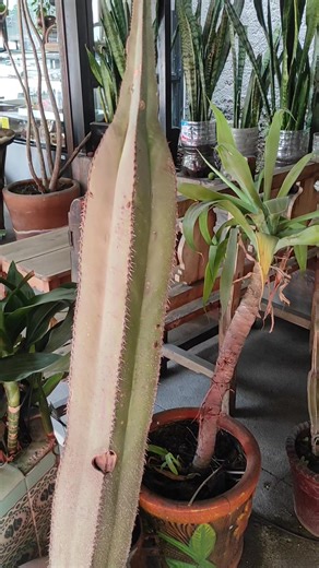 Prevención de la Etiolación en Plantas: Consejos Prácticos